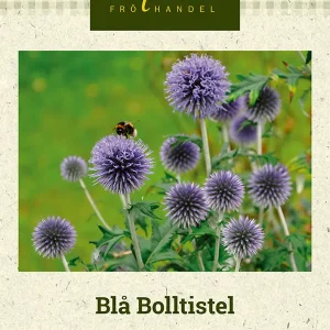 Blå Bolltistel