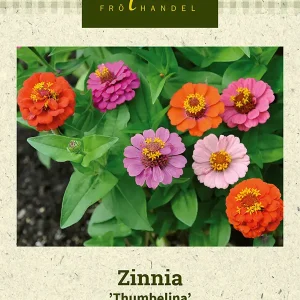 Zinnia ’Thumbelina’