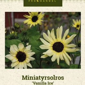 Miniatyrsolros ’Vanilla Ice’