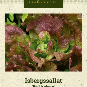 Isbergssallat ’Red Iceberg’