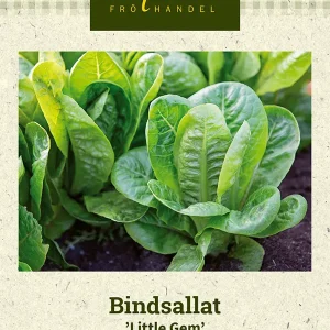 Bindsallat ’Little Gem’