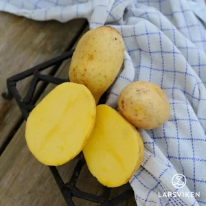 Sättpotatis ’Agria’ EKO