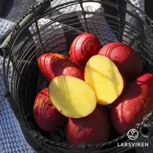 Sättpotatis ’Alouette EKO