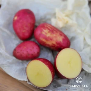 Sättpotatis ’Asterix’ 2 kg*7