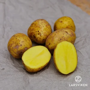 Sättpotatis ’Aztek Gold’