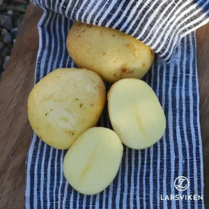 Sättpotatis ’Colomba’