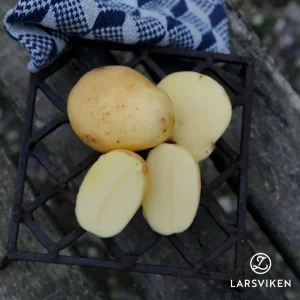 Sättpotatis ’Connect’ EKO