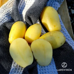 Sättpotatis ’Jazzy’