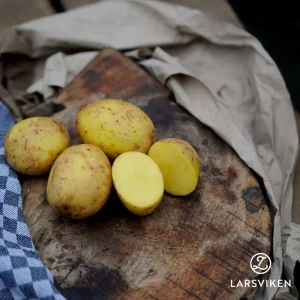 Sättpotatis ’Merle’