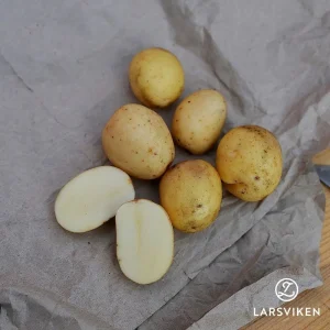 Sättpotatis ’Rocket’ 2 kg*7