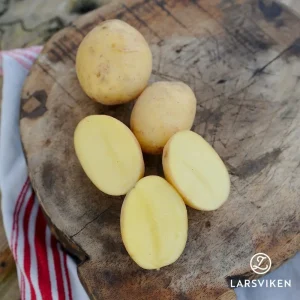 Sättpotatis ’Twister’ EKO