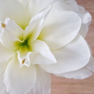 Amaryllis ’Akiko’