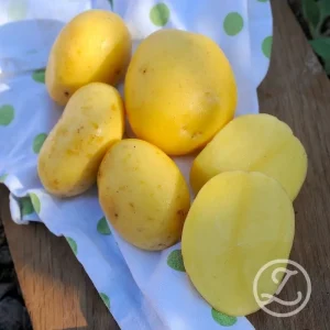 Sättpotatis ’Agria’ EKO