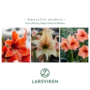 Amaryllis modern; Red Torro, Magic G & Rhilona