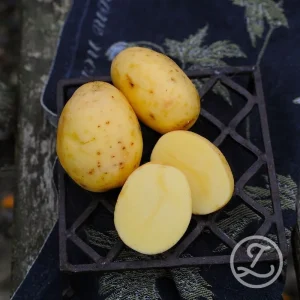 Sättpotatis ’Bellinda’ EKO
