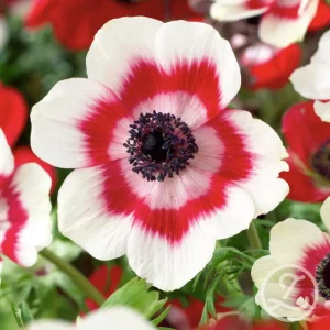 Anemon ’Bicolor’