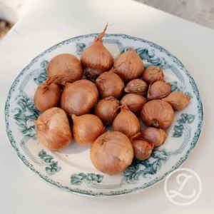 Sättlök ’Biztro’