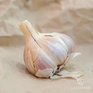 Vitlök ’Bjetin’