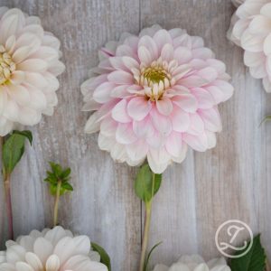 Dahlia ’Christo’