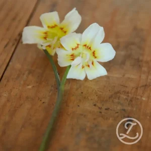 Hundtandlilja ’White Baby’
