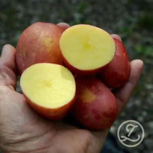 Sättpotatis ’Laura’