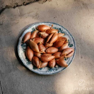 Bananschalottenlök ’Jermor’