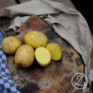 Sättpotatis ’Merle’