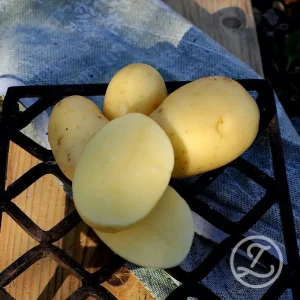 Sättpotatis ’Queen Anne’