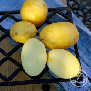 Sättpotatis ’Obama’