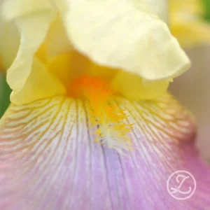 Iris ’Sunset Sky’ barrotad